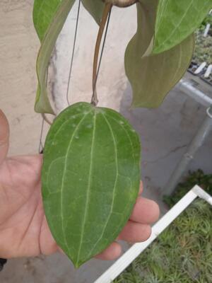 Hoya latifolia - 2