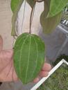 Hoya latifolia - 2/4