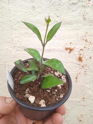 Hoya lacunosa - 2