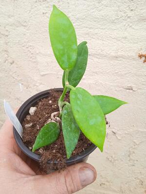Hoya australis ssp. rupicola - 2