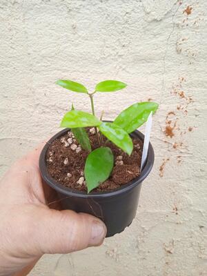 Hoya halophila (zakořeněný řízek) - 2