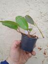 Hoya cinnamomifolia v. purpureofusca - 2/3