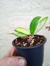 Hoya acuta 'variegata' - 2/2