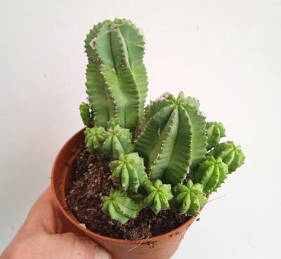 Euphorbia fruticosa 'inermis' - 2