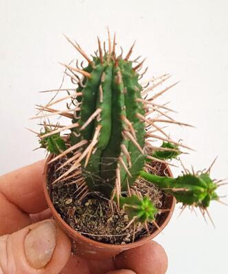 Euphorbia ferox - 2