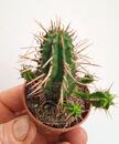 Euphorbia ferox - 2/2