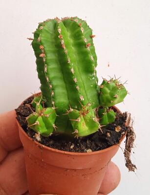 Euphorbia echinus - 2