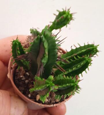 Euphorbia enopla - 2