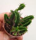Euphorbia enopla - 2/4