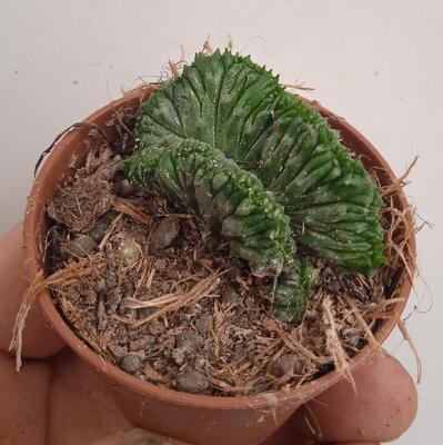 Euphorbia enopla 'cristata' - 2