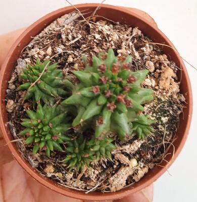 Euphorbia susannae - 2