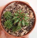 Euphorbia susannae - 2/3