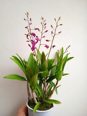 Dendrobium Berry Oda (kvetoucí) - 2