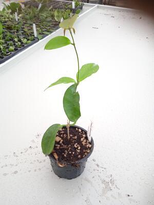 Hoya dimorpha - 2