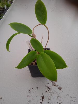 Hoya macgregori (větší zakořeněný řízek) - 2