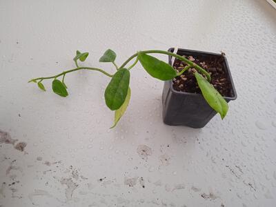Hoya affinis - 2