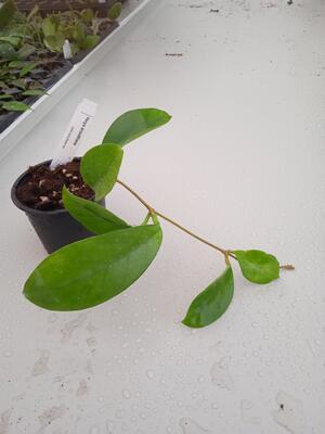 Hoya arnottiana - 2