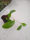 Hoya arnottiana - 2/3