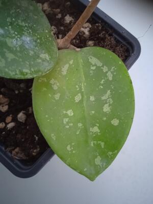 Hoya parasitica 'heart leaf' - 2