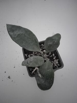 Hoya micrantha 'big leaf' - 2