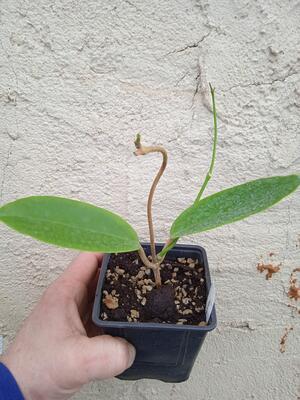 Hoya macgregori (zakořeněný řízek) - 2