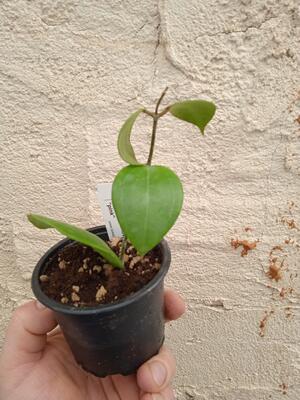 Hoya dolichosparte 'pink' (zakořeněný řízek) - 2