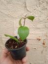 Hoya dolichosparte 'pink' (zakořeněný řízek) - 2/3