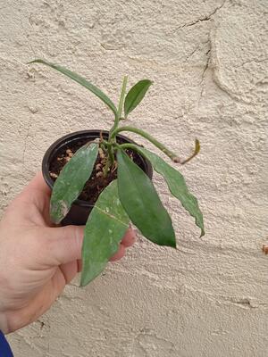 Hoya griffithi (zakořeněný řízek) - 2