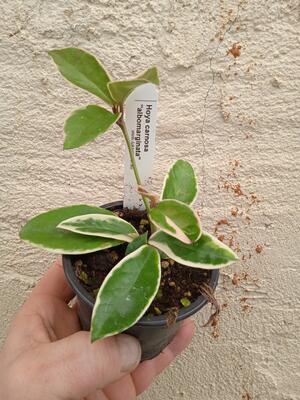 Hoya carnosa 'albomarginata' - 2