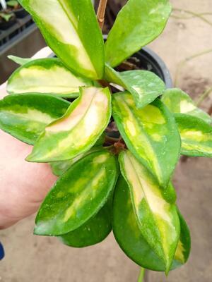Hoya carnosa 'tricolor' - 2
