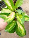Hoya carnosa 'tricolor' - 2/3