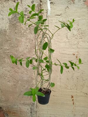 Hoya cumingiana sp. bruno purworejo - 2