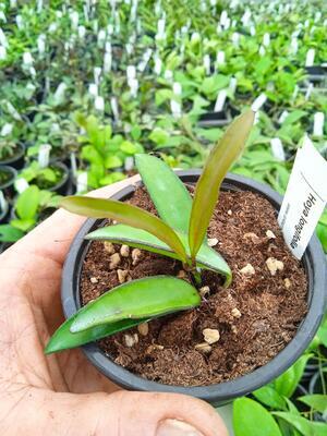 Hoya longifolia - 2