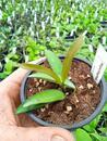 Hoya longifolia - 2/2