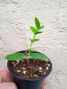 Hoya cumingiana sp. bruno purworejo - 2/3