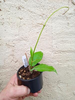 Hoya cinnamomifolia v. purpureofusca - 2