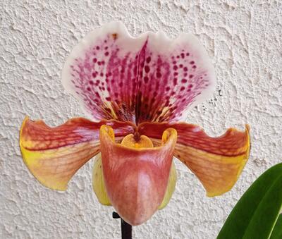 Kvetoucí orchidej americký střevíčník - Paphiopedilum AH #1 - 2