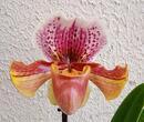 Kvetoucí orchidej americký střevíčník - Paphiopedilum AH #1 - 2/4