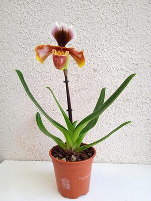 Kvetoucí orchidej americký střevíčník - Paphiopedilum AH #2 - 2