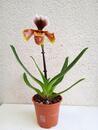 Kvetoucí orchidej americký střevíčník - Paphiopedilum AH #2 - 2/2