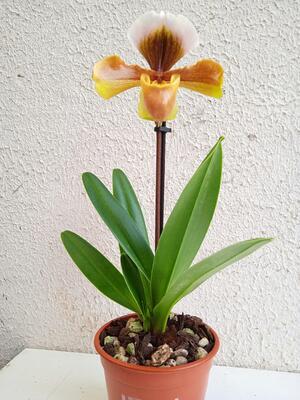 Kvetoucí orchidej americký střevíčník - Paphiopedilum AH #3 - 2
