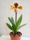 Kvetoucí orchidej americký střevíčník - Paphiopedilum AH #3 - 2/2