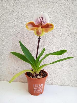 Kvetoucí orchidej americký střevíčník - Paphiopedilum AH #4 - 2