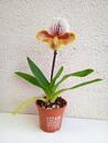 Kvetoucí orchidej americký střevíčník - Paphiopedilum AH #4 - 2/2