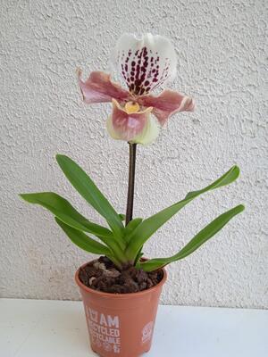 Kvetoucí orchidej americký střevíčník - Paphiopedilum AH #5 - 2