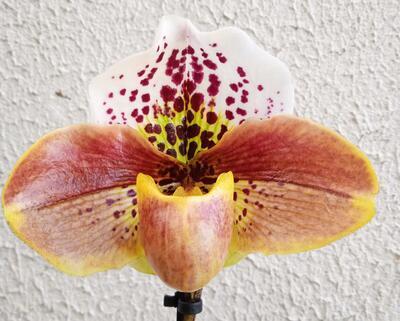 Kvetoucí orchidej americký střevíčník - Paphiopedilum AH #6 - 2
