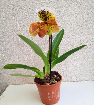 Kvetoucí orchidej americký střevíčník - Paphiopedilum AH #7 - 2