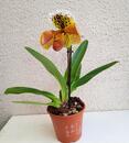 Kvetoucí orchidej americký střevíčník - Paphiopedilum AH #7 - 2/2