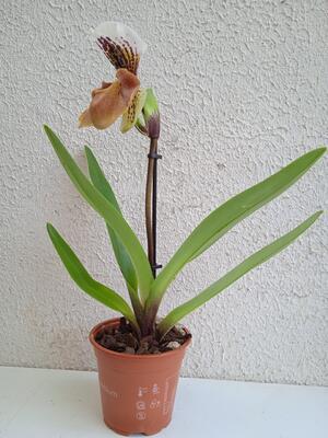 Kvetoucí orchidej americký střevíčník - Paphiopedilum AH #8 - 2