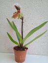 Kvetoucí orchidej americký střevíčník - Paphiopedilum AH #8 - 2/2